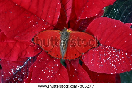 butterfly on red poinsettia-both tropical species & velvety red to get you in the holiday spirit.