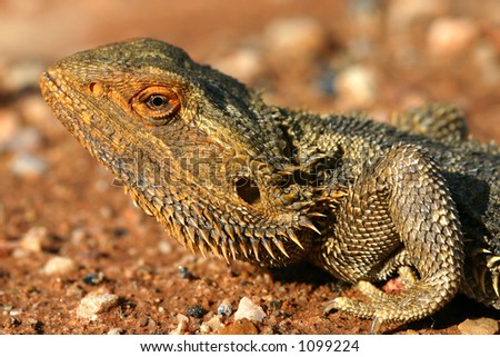 Desert Dweller: A Bearded Dragon in the late day sun of Australia\'s desert Outback.