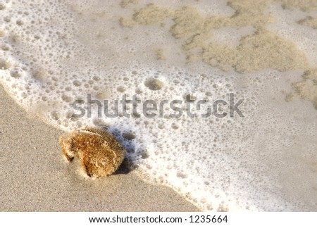 On the Edge: A sea sponge on the tide\'s edge being swept onto shore or being swept out to see - depending on one\'s outlook.
