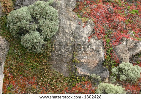 Complementary Nature:  Plant-life and mosses make a pleasing arrangement of complementary colors and textures. Nice Background or fine art piece.