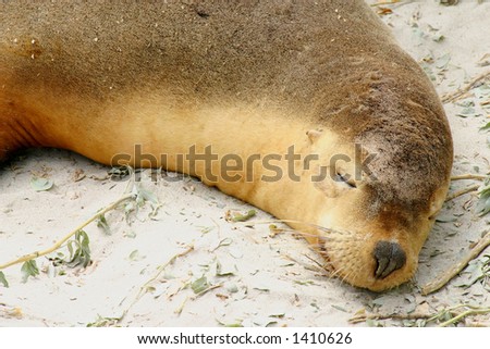 A sandy, sleeping sea lion naps on the beach after several days at sea.