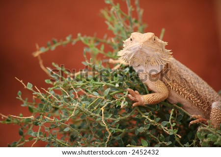 Face to face with bearded dragon in the desert of ALice Springs, Australia.