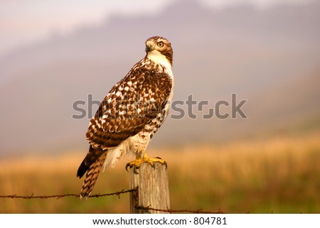 Hawk hunting at Northern California coastal region