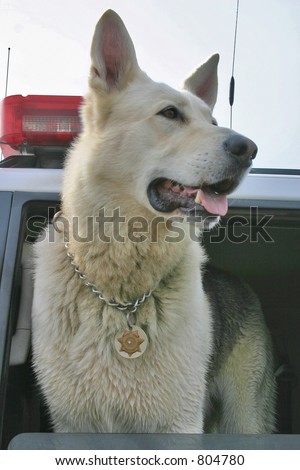 Police dog wearing a badge in Sheriff\'s vehicle.