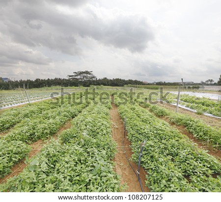 A groundnut cultivation patch in an agricultural farm in rural Malaysia. The groundnut is scientifically known as Arachis Hypogaea.