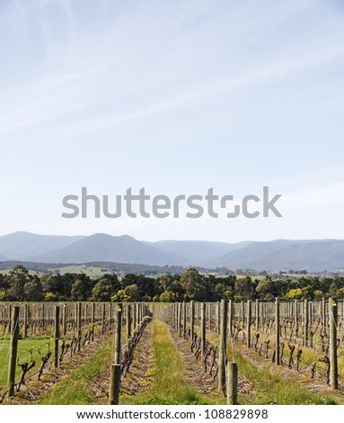 The rugged landscape of a grape plantation for wine making in Australia.