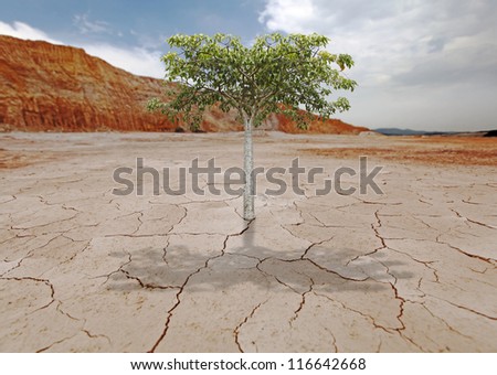 A young green tree sprouting from an arid barren wasteland for the concept of life triumph over adversity.