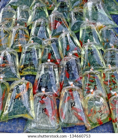 Closeup view of gold fish in plastic bubble bag for sale in a market.