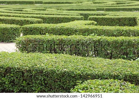 Ornamental maze green hedge bushes in a garden.