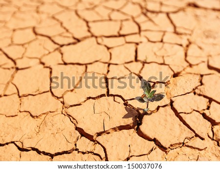 A young plant sapling sprouting from a crack in a desolate barren desert floor.