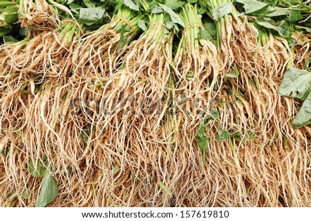 Closeup view of the roots of the water spinach vegetables.