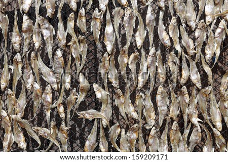 Dried anchovies spread on a net for sunning and processed for food.