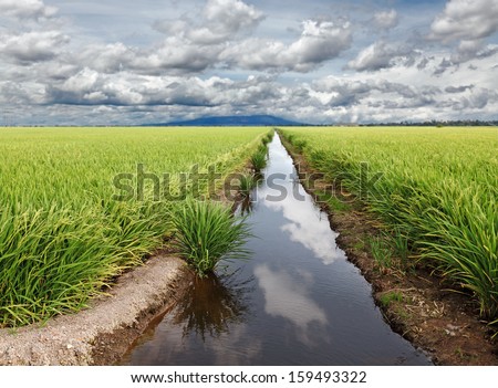 Reflection Of The Blue Cloudy Sky On The Water Surface Of An Irrigation Canal In A Rural Tropical Rice Field.