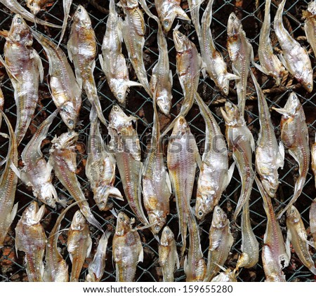 Closeup of dried anchovies being sun dried process for preservation.