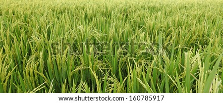 Panorama view of a green rural tropical rice field.