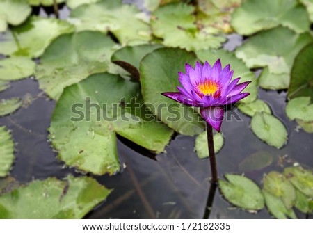 A purple water lily flower blooming in a green oasis. Purple waterlily flower is scientifically known as Nymphaea Colorata.