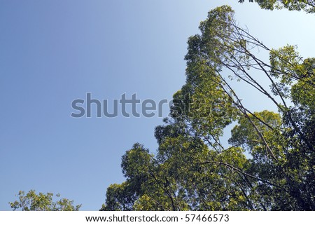 An image of a row of tree line against a blue sky.