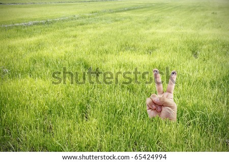 An image of a hand doing the V sign with a pair of eye at the tip of its finger hiding amongst the tall leaves of a green rice field.