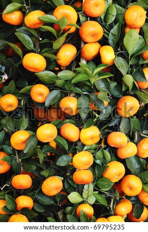 Tangerine Plant