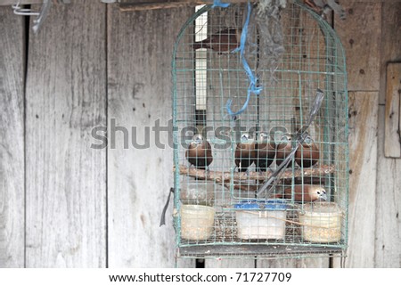 Exotic tropical brown birds in a birdcage in a bird market against an old weathered timber wall in Jogjakarta Indonesia.