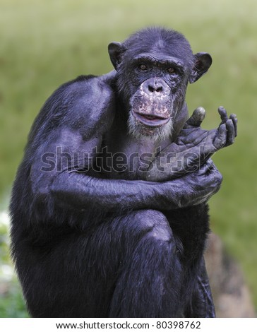 Chimp Holding Sign