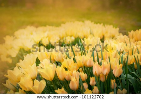 Easter Spring background with beautiful yellow tulips in late afternoon sunset.
