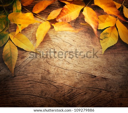 Autumn forest background. Fall Acorns on tree bark and season colorful leaves. with copyspace