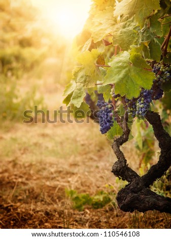 Nature background with Vineyard in autumn harvest. Ripe grapes in fall.