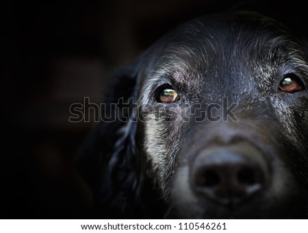 Animal - Old dog. labrador retriever macro shot.