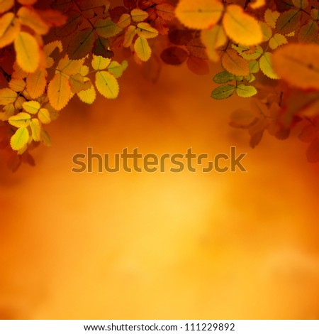 Autumn design. Border leaf background with colorful red and yellow leaves falling from the tree. Fall season concept with copyspace.