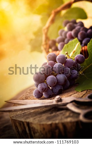 Fresh harvest of grapes. Vineyard theme with black grapes and basket on wooden background. Nature fruit concept.