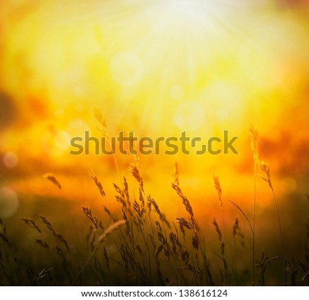 Spring or summer abstract nature background with grass in the meadow and sunset in the back