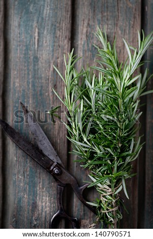 Fresh herbs. Rosemary in rustic setting with vintage scissors