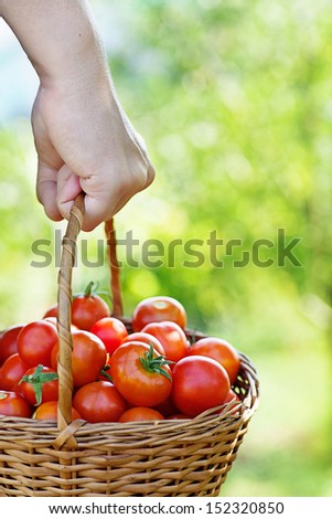 Organic tomatoes in basket. Vegetable garden. Gardener in harvest