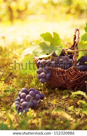 Grapes Harvest. Autumn Nature In Vineyard With Basket Of Grapes