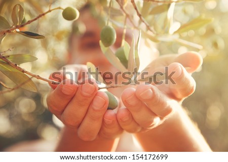 Farmer Is Harvesting And Picking Olives On Olive Farm. Gardener In Olive Garden Harvest