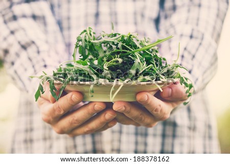 Organic vegetables. Healthy food. Rocket salad in farmers hands