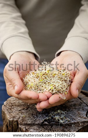 Heathy eating food. Alfalfa sprouts in farmers hands