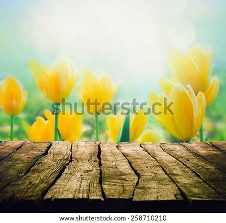 Easter background with tabletop. Spring Flowers background. Wood table with tulips