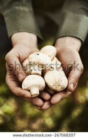 Organic mushrooms. Healthy food. Fresh mushrooms in farmers hands