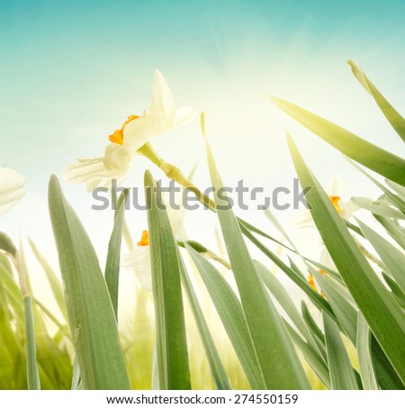 Daffodil floral spring background. Easter Spring Flowers. Elegant Mother\'s Day gift. Springtime green background.