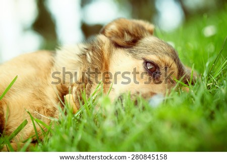 Dog in grass. Dog close up. Dog in nature