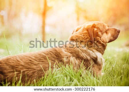 Dog in grass. Dog close up. Dog in nature
