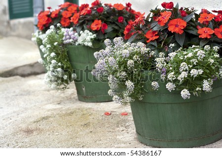 Wooden flower pots with beautiful white and red flowers lined in a row. Shallow depth of field.