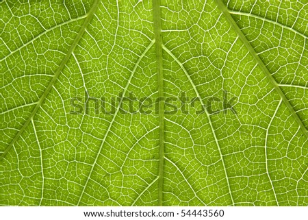 Close-up of a leaf veins of poison ivy.