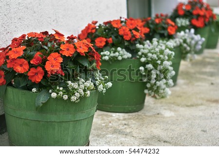 Wooden flower pots with white and red flowers lined in a row. Shallow depth of field.