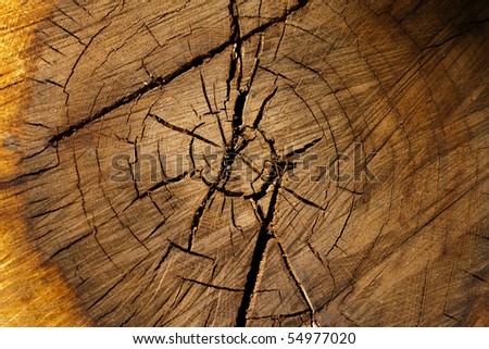 Wooden texture of a tree trunk with beautiful golden shades.