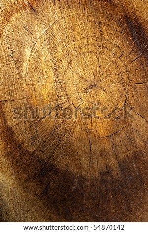 Abstract  of a tree trunk with beautiful golden shades.