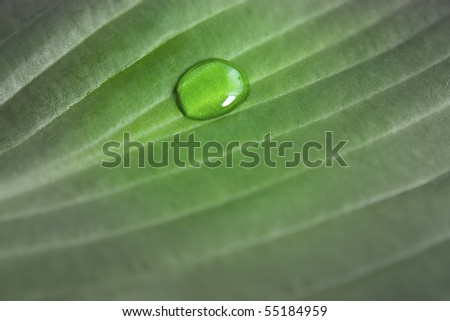 Single water drop on the green leaf.
