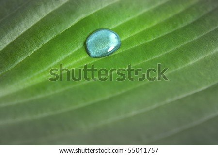 Single water drop brings life and intensive green color into the dull lifeless leaf.